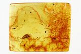 Fossil Beetle Larva (Coleoptera) in Baltic Amber #278668-1